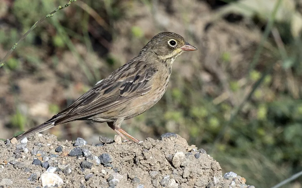 Ortolan Bunting (Emberiza hortulana) — photo 10 of 10