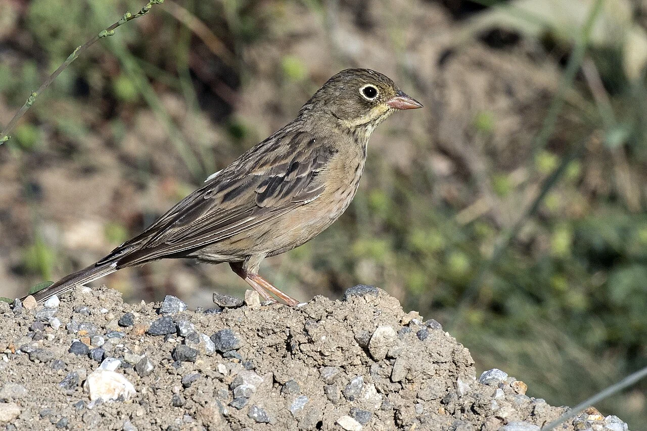 Ortolan Bunting (Emberiza hortulana) — photo 10 of 10
