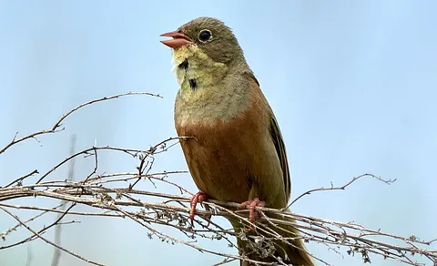 Ortolan Bunting (Emberiza hortulana) — photo 2 of 10