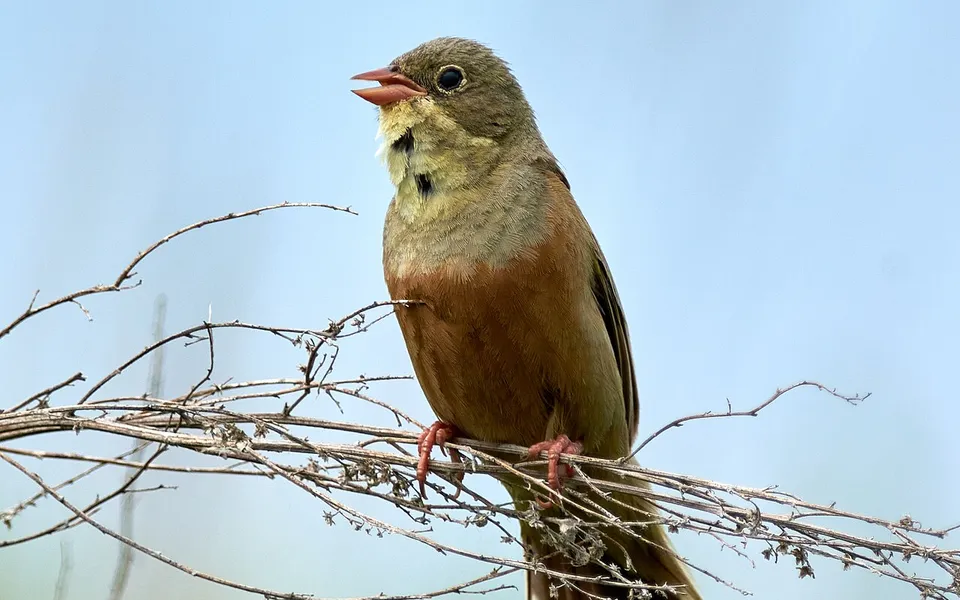 Ortolan Bunting (Emberiza hortulana) — photo 2 of 10
