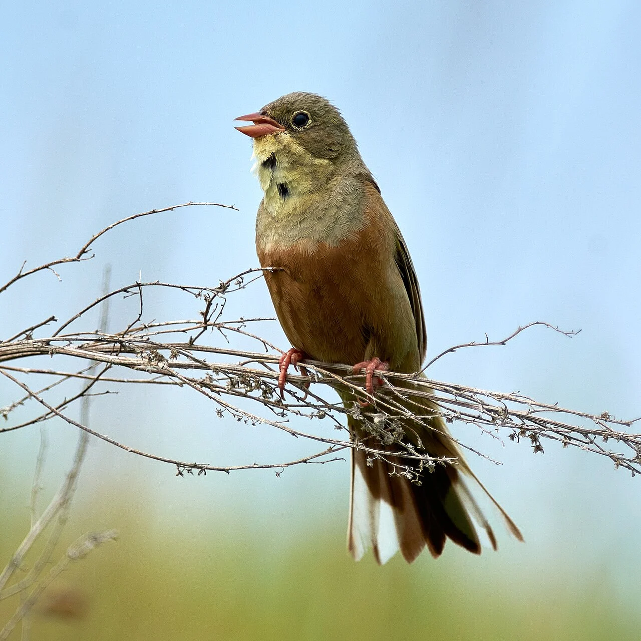 Ortolan Bunting (Emberiza hortulana) — photo 2 of 10