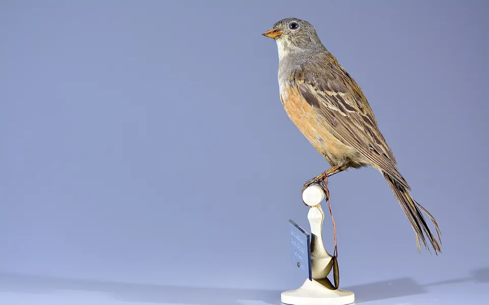 Ortolan Bunting (Emberiza hortulana) — photo 7 of 10