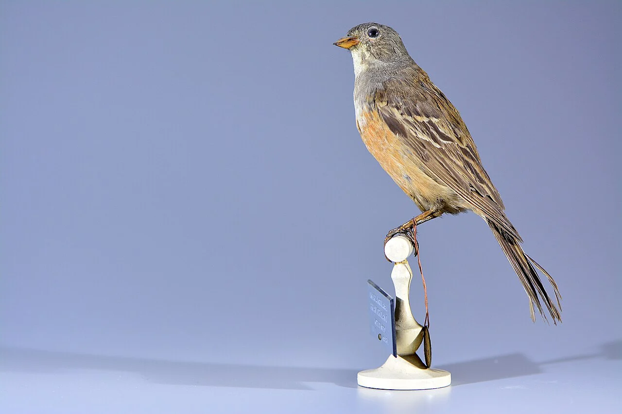 Ortolan Bunting (Emberiza hortulana) — photo 7 of 10