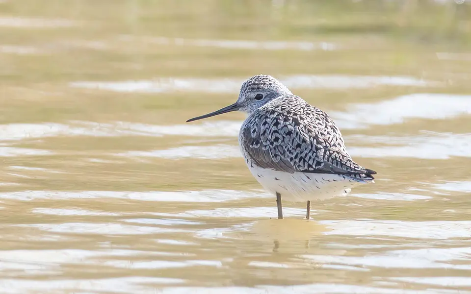 Marsh Sandpiper (Tringa stagnatilis) — photo 4 of 4