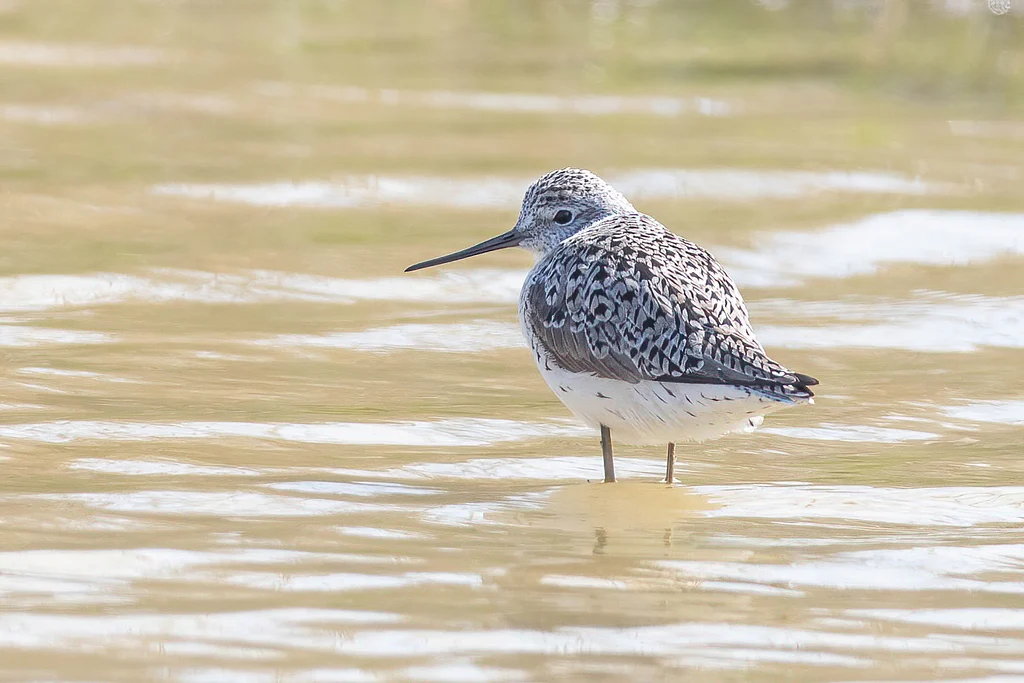 Marsh Sandpiper