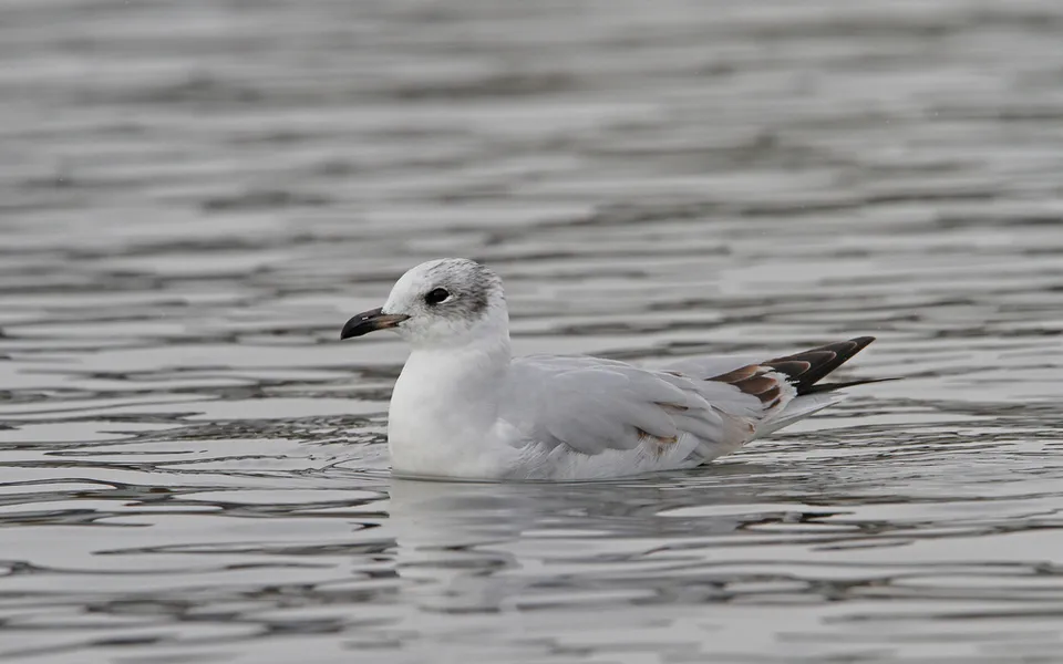 Mediterranean Gull (Ichthyaetus melanocephalus) — photo 1 of 5