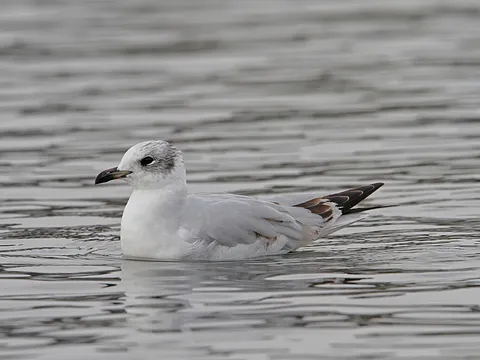 Mediterranean Gull