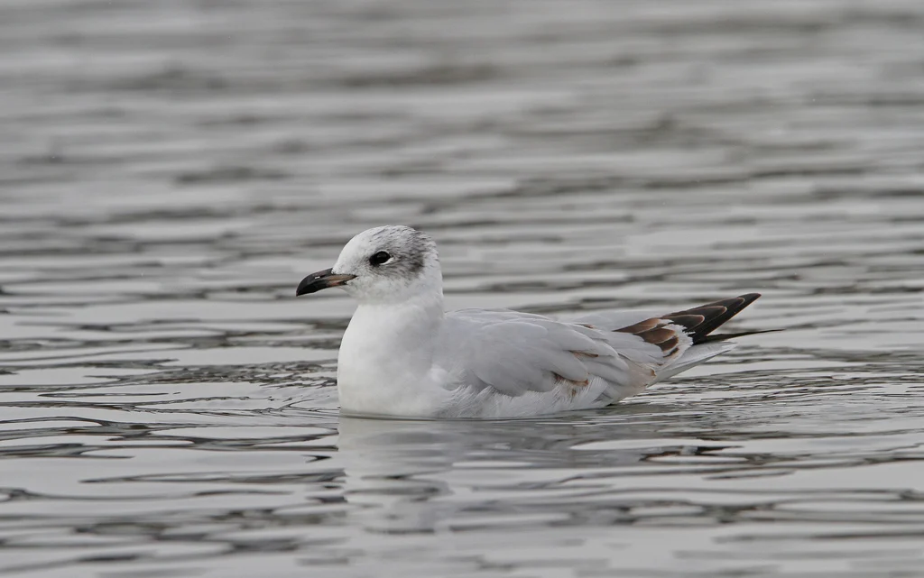 Mediterranean Gull (Ichthyaetus melanocephalus) — photo 1 of 5