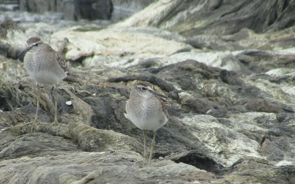 Wood Sandpiper (Tringa glareola) — photo 2 of 5