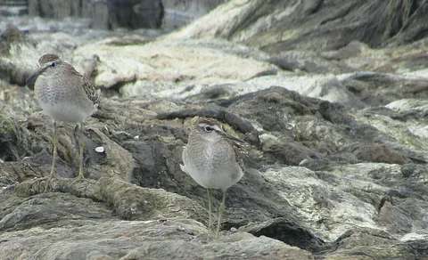 Wood Sandpiper