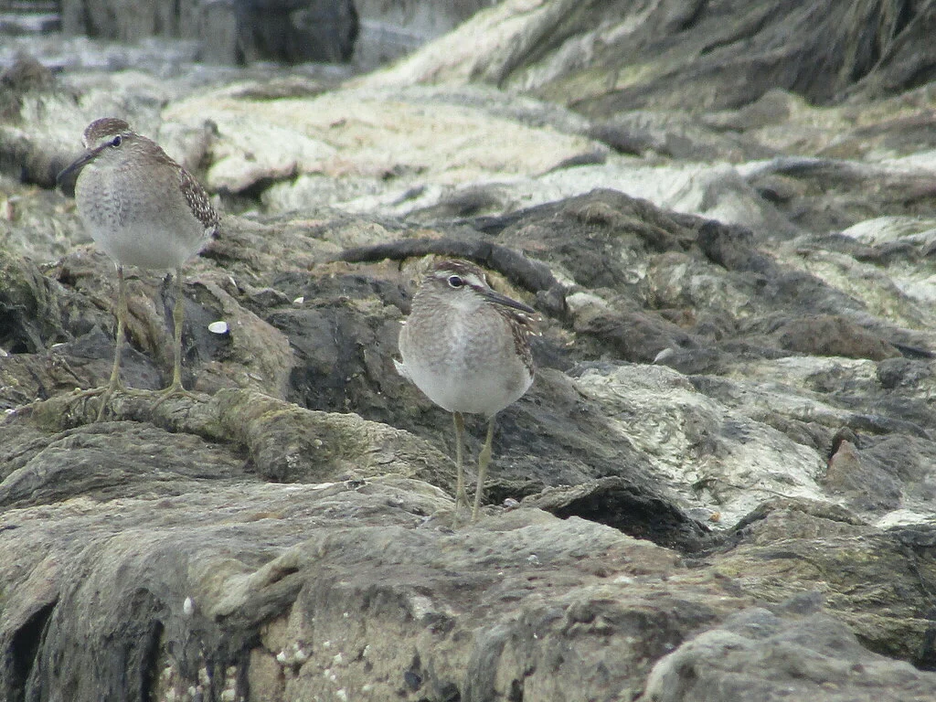 Wood Sandpiper