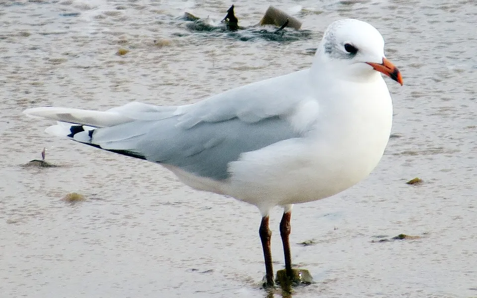 Mediterranean Gull (Ichthyaetus melanocephalus) — photo 5 of 5