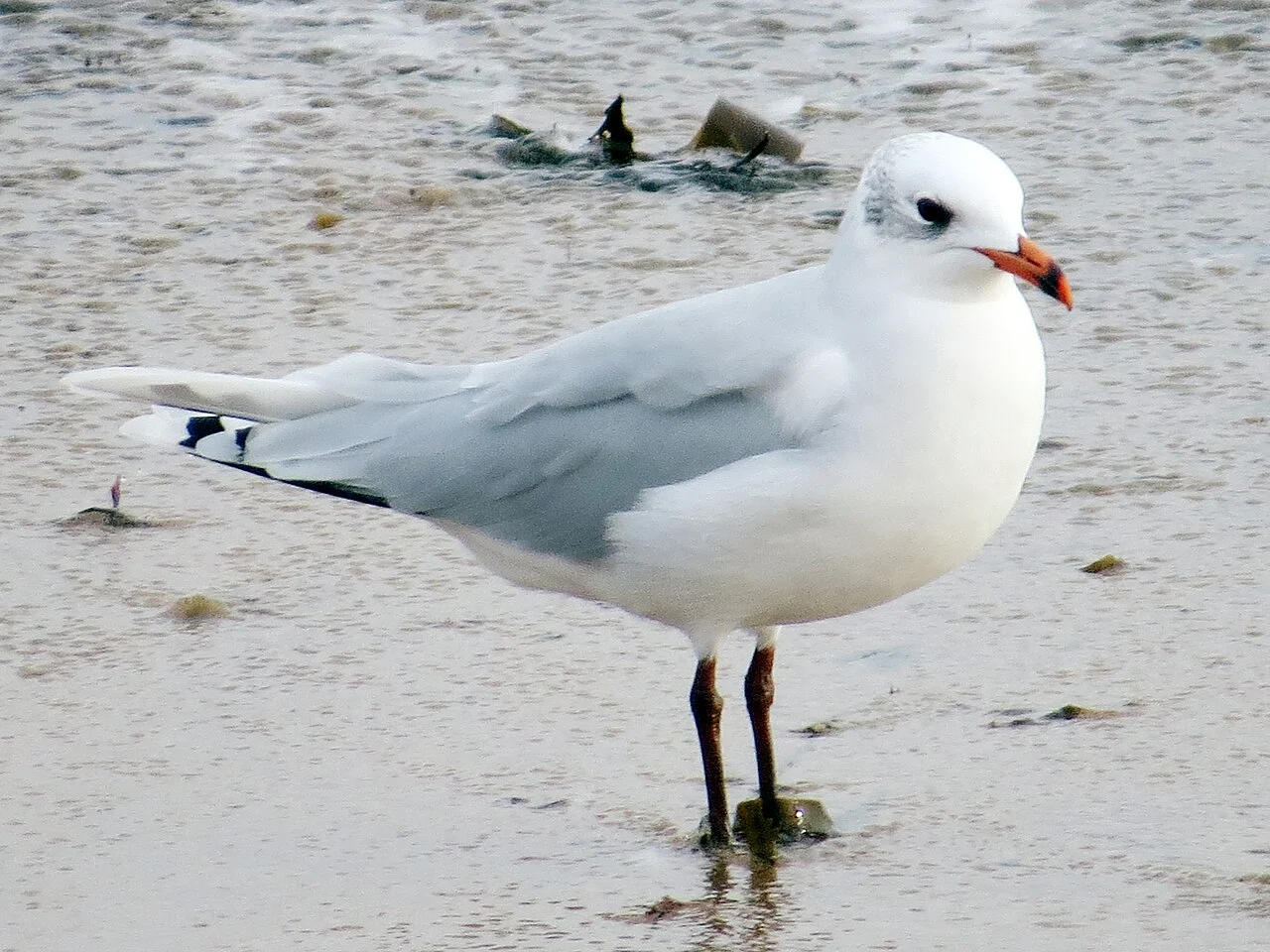 Mediterranean Gull (Ichthyaetus melanocephalus) — photo 5 of 5
