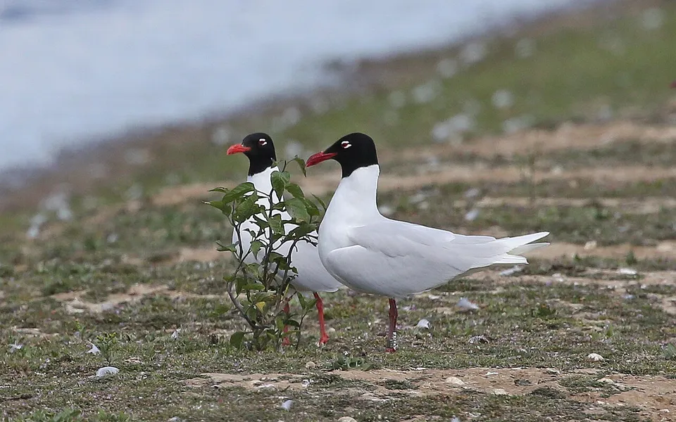 Mediterranean Gull (Ichthyaetus melanocephalus) — photo 2 of 5
