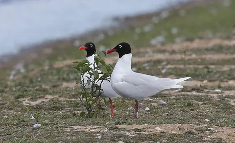 Mediterranean Gull (Ichthyaetus melanocephalus) — photo 2 of 5