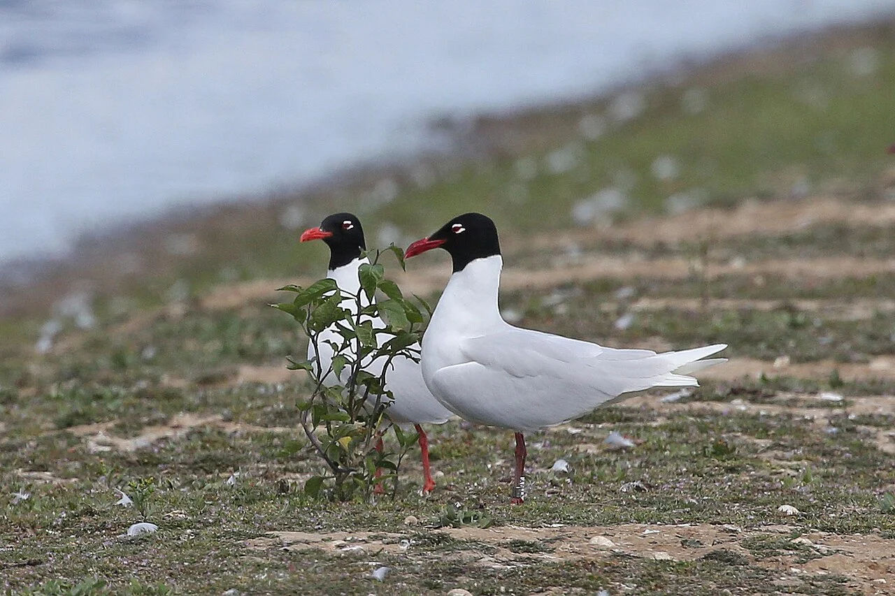 Mediterranean Gull (Ichthyaetus melanocephalus) — photo 2 of 5