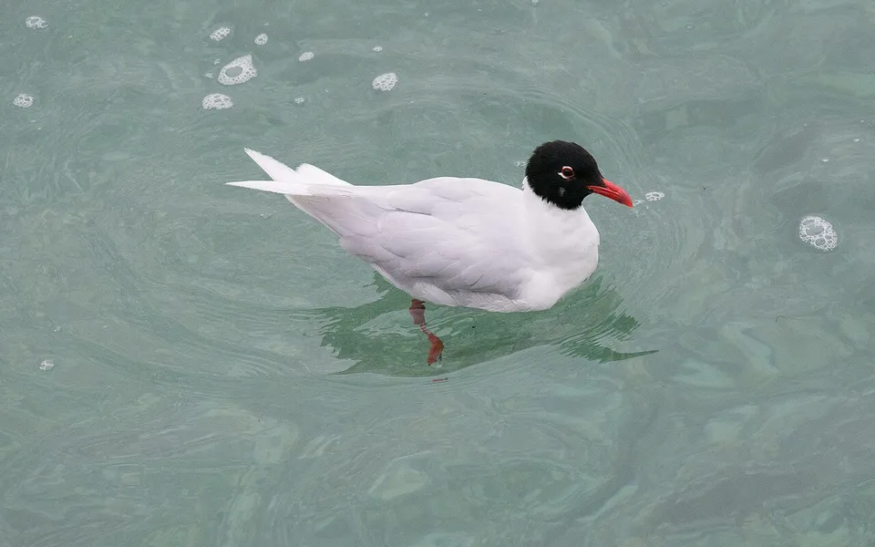 Mediterranean Gull (Ichthyaetus melanocephalus) — photo 4 of 5