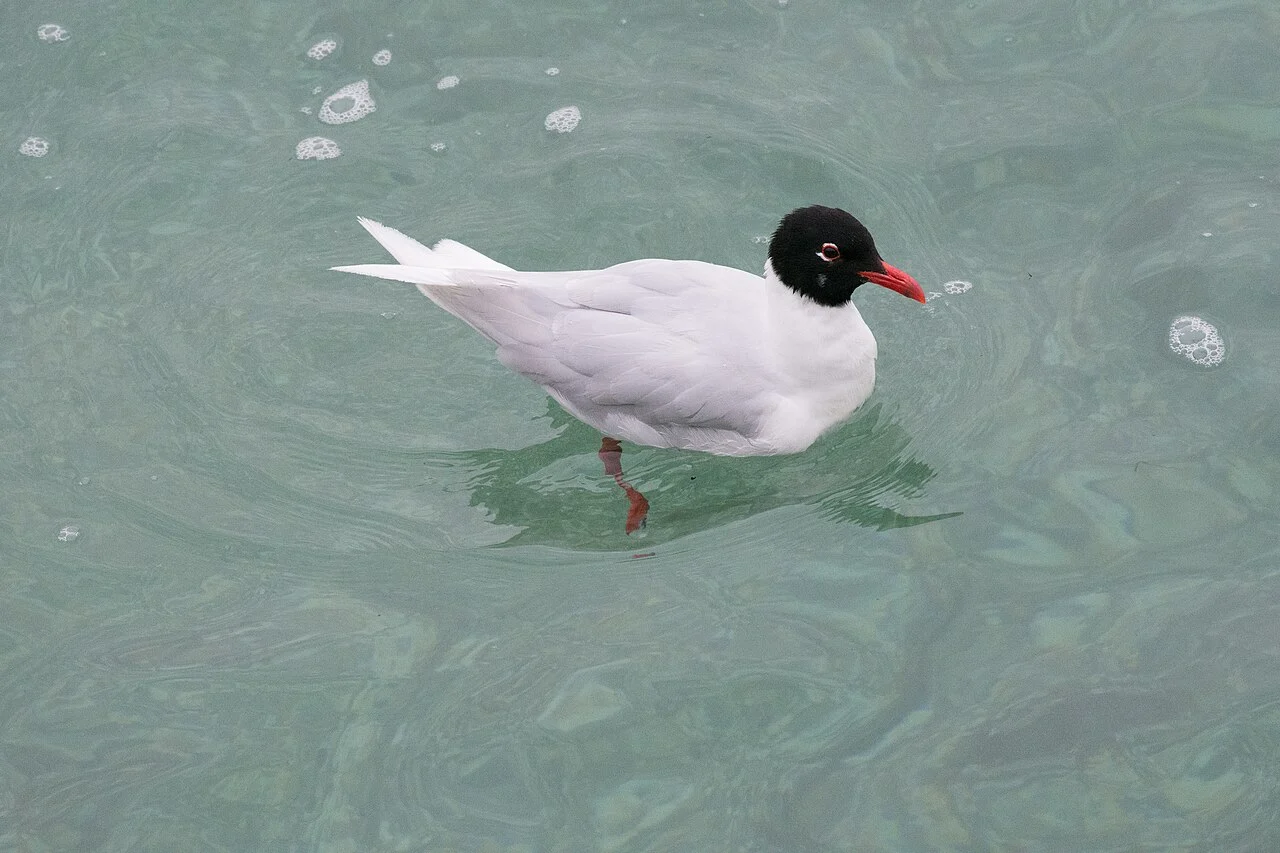 Mediterranean Gull (Ichthyaetus melanocephalus) — photo 4 of 5