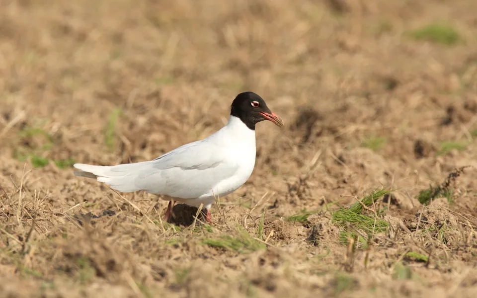 Mediterranean Gull (Ichthyaetus melanocephalus) — photo 3 of 5