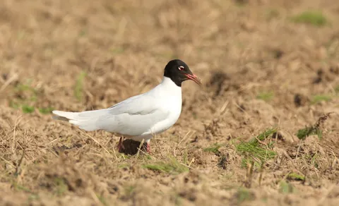 Mediterranean Gull (Ichthyaetus melanocephalus) — photo 3 of 5