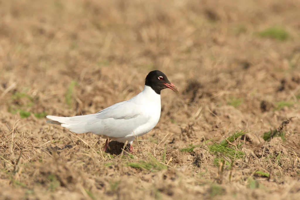 Mediterranean Gull (Ichthyaetus melanocephalus) — photo 3 of 5