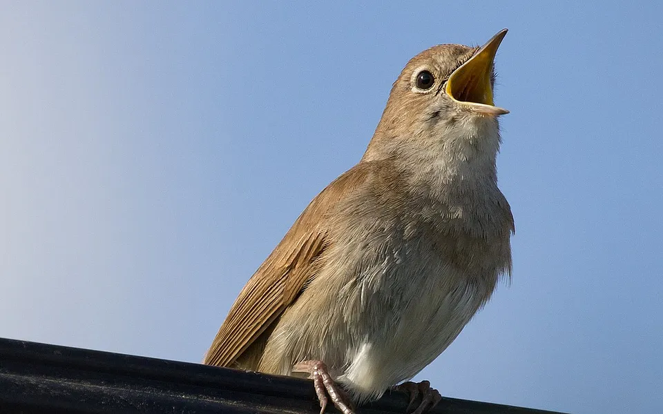 Common Nightingale (Luscinia megarhynchos) — photo 1 of 3
