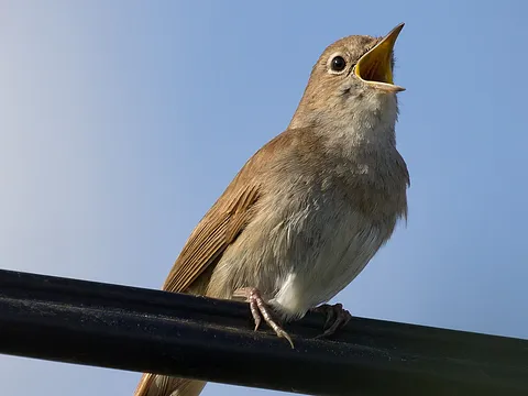 Common Nightingale