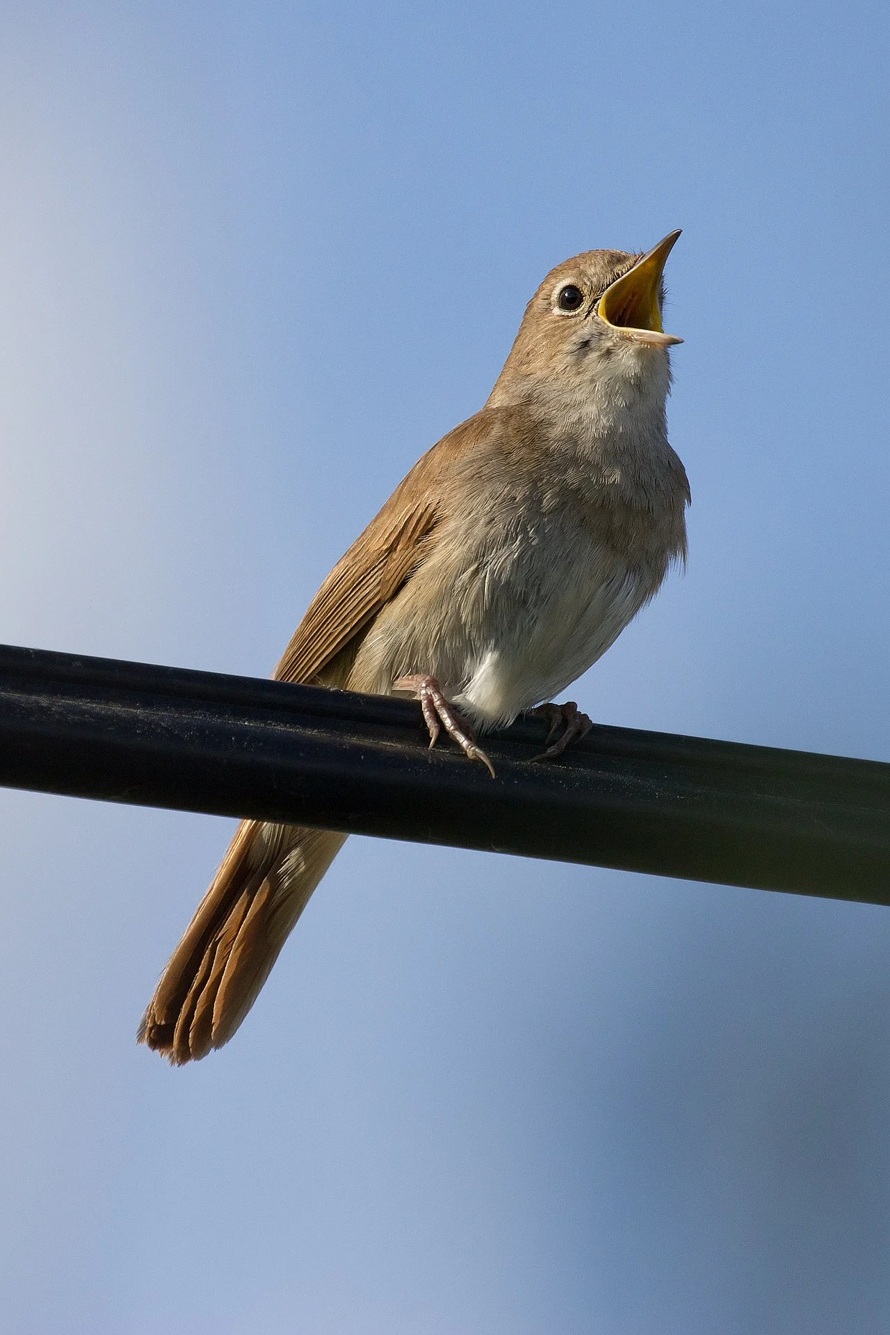 Common Nightingale (Luscinia megarhynchos) — photo 1 of 3
