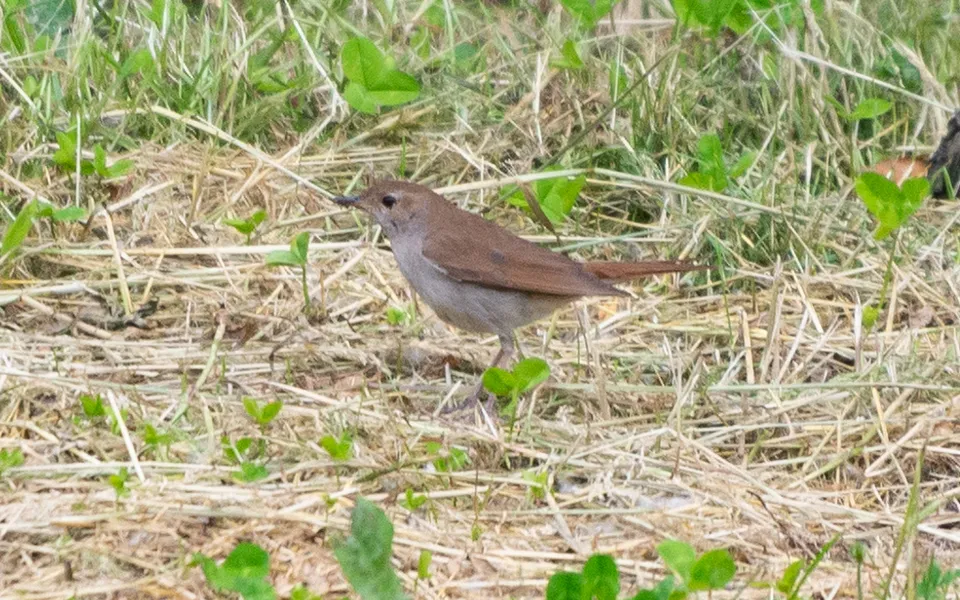 Common Nightingale (Luscinia megarhynchos) — photo 3 of 3