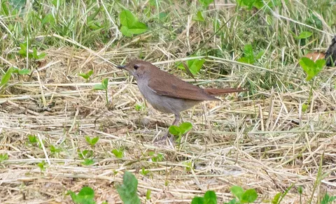 Common Nightingale (Luscinia megarhynchos) — photo 3 of 3
