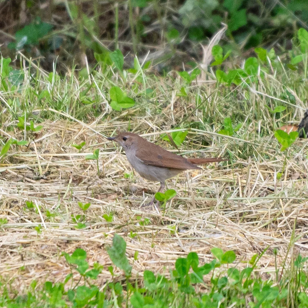 Common Nightingale (Luscinia megarhynchos) — photo 3 of 3