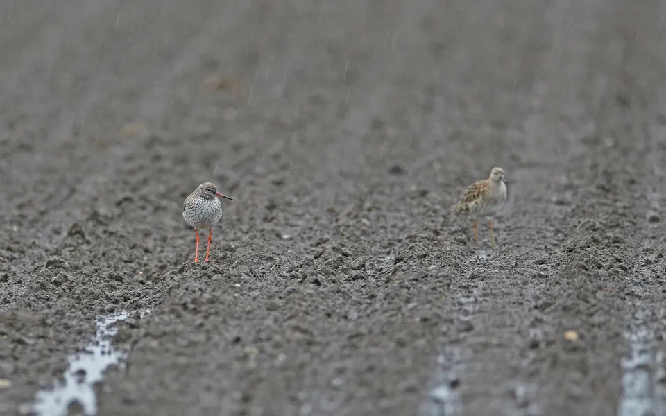 Common Redshank (Tringa totanus) — photo 3 of 3