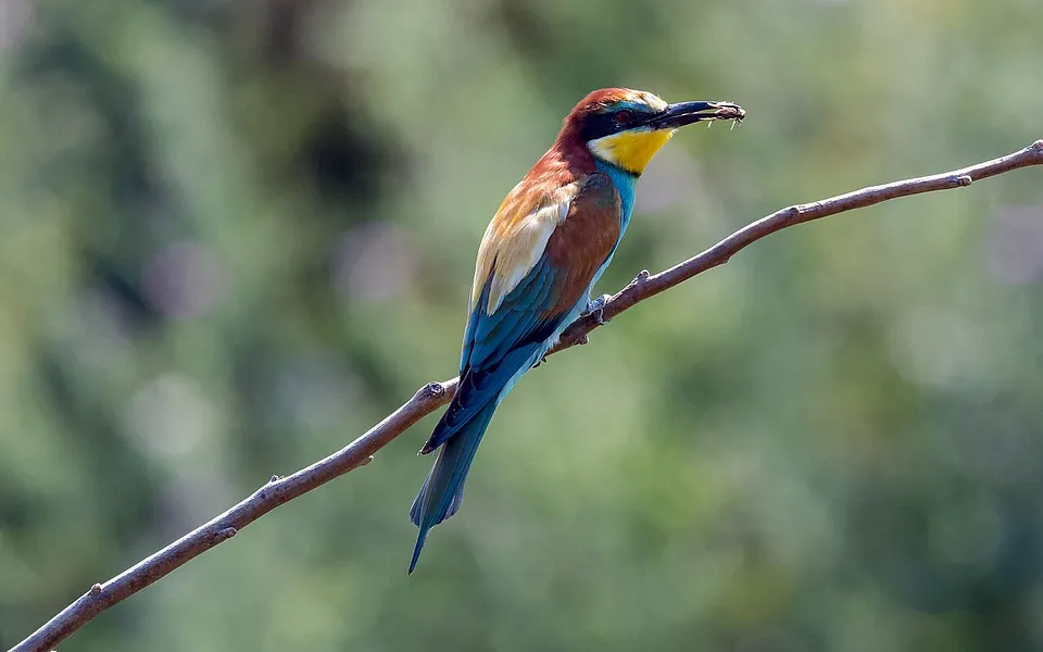 European Bee-eater (Merops apiaster) — photo 1 of 4
