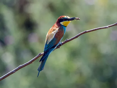 European Bee-eater
