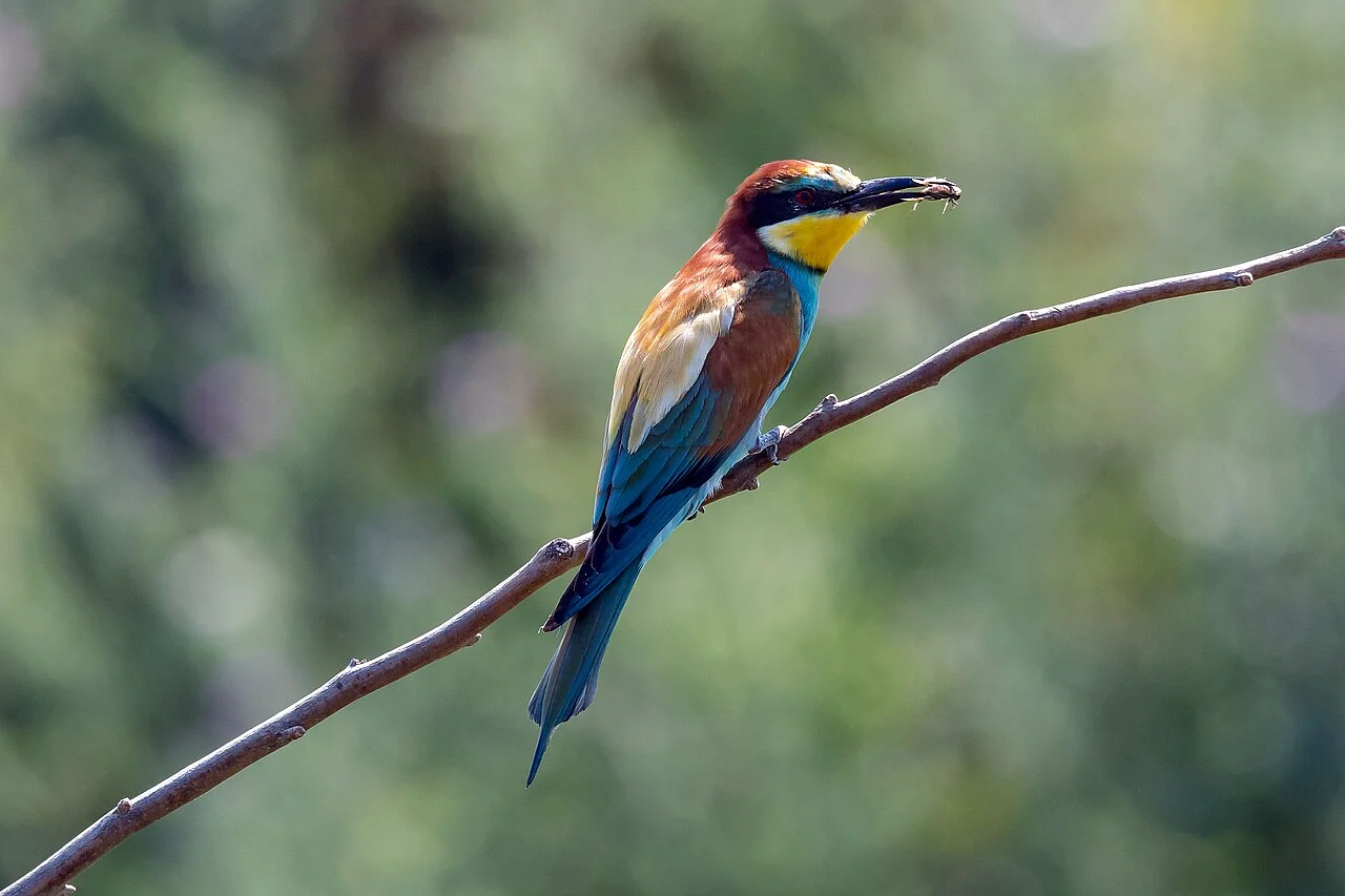 European Bee-eater (Merops apiaster) — photo 1 of 4