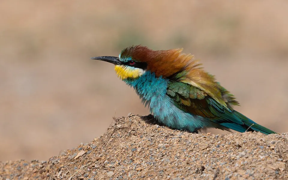 European Bee-eater (Merops apiaster) — photo 2 of 4