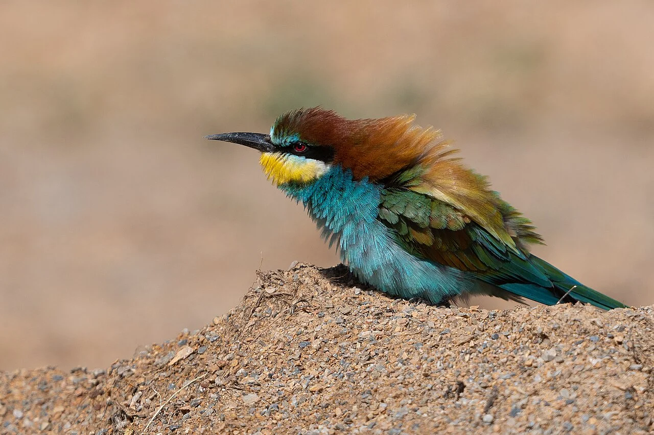 European Bee-eater (Merops apiaster) — photo 2 of 4