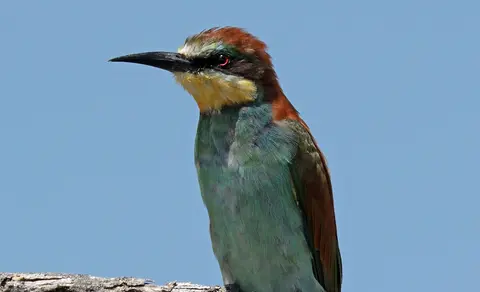 European Bee-eater (Merops apiaster) — photo 3 of 4