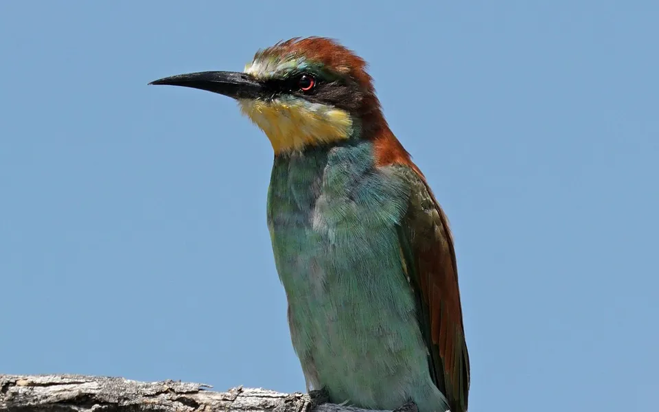 European Bee-eater (Merops apiaster) — photo 4 of 4