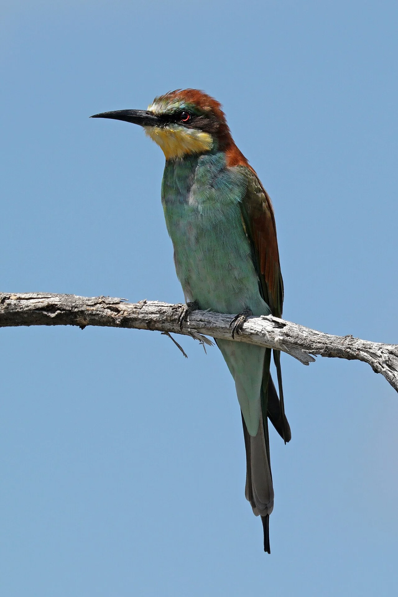 European Bee-eater (Merops apiaster) — photo 4 of 4