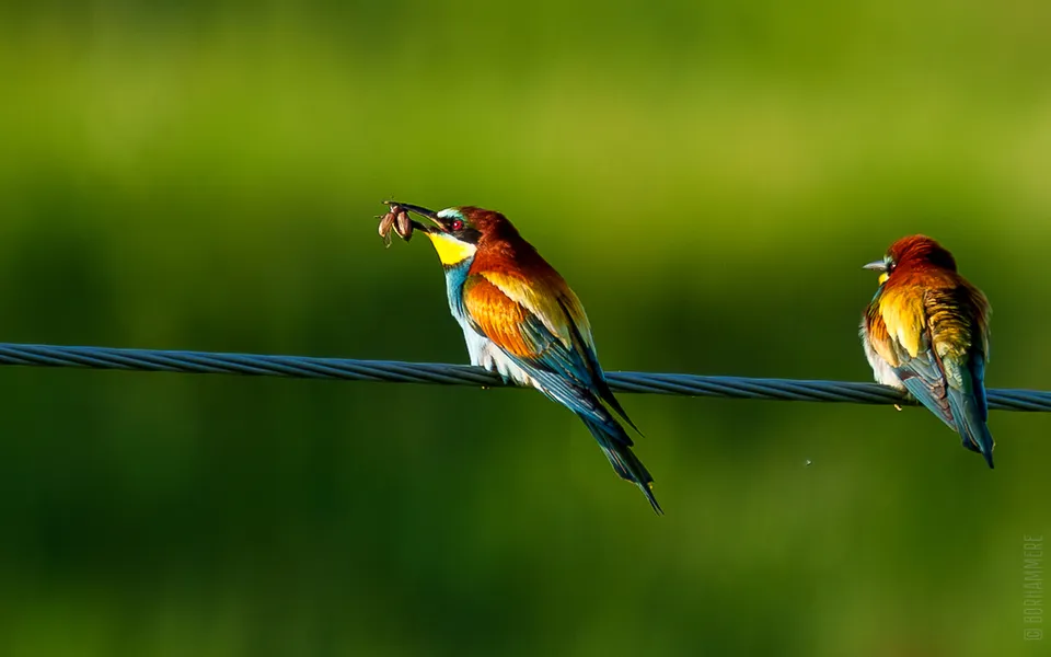 European Bee-eater (Merops apiaster) — photo 3 of 4