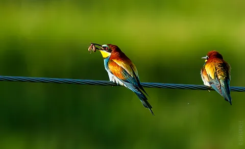 European Bee-eater (Merops apiaster) — photo 3 of 4