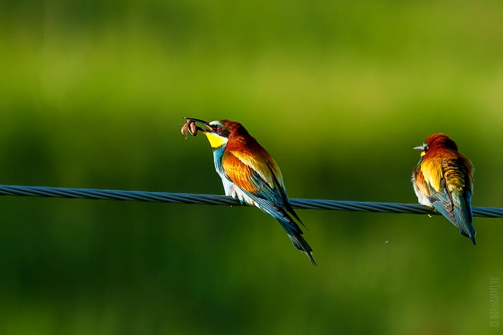 European Bee-eater (Merops apiaster) — photo 3 of 4