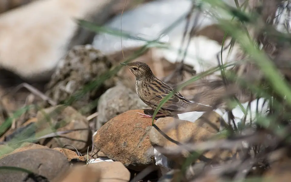 Lanceolated Warbler (Locustella lanceolata) — photo 1 of 9