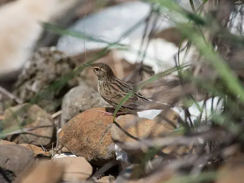 Lanceolated Warbler