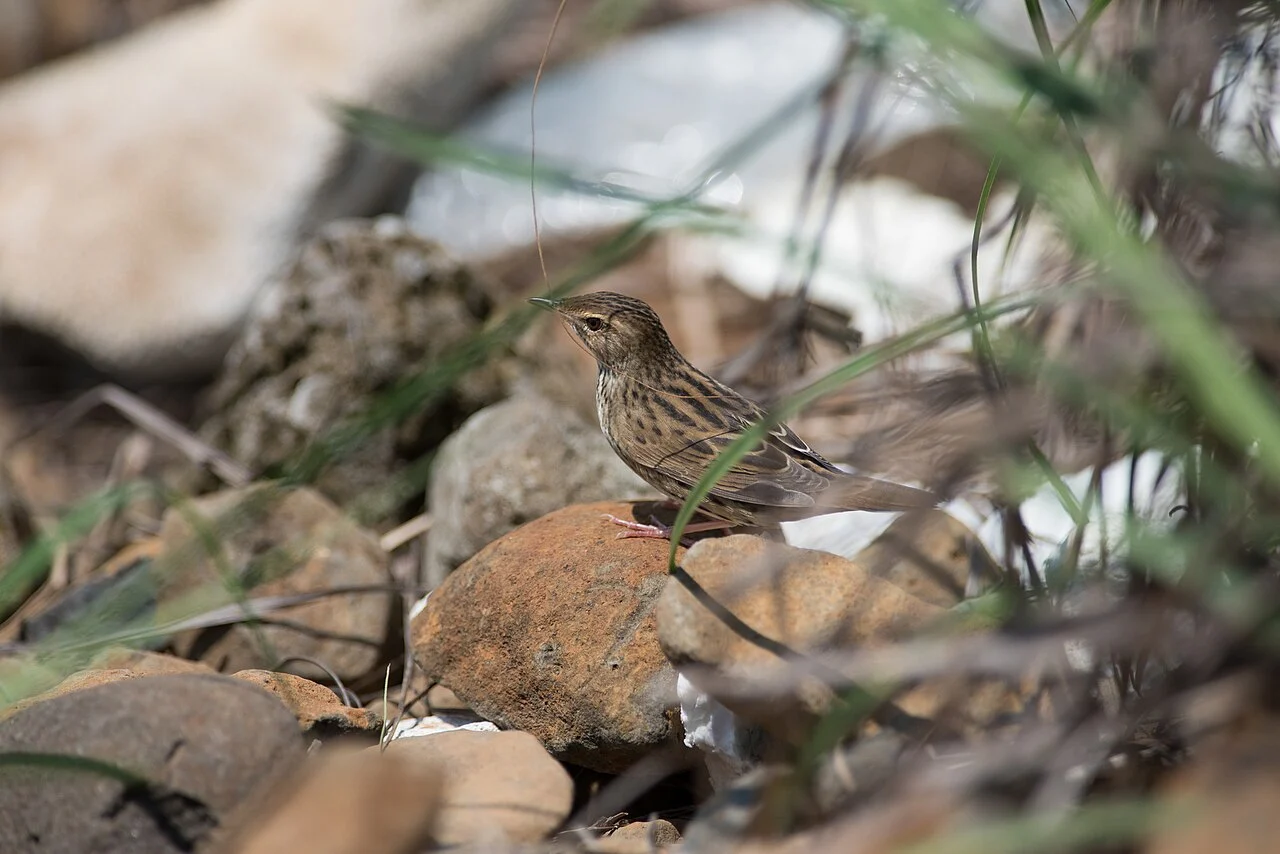 Lanceolated Warbler (Locustella lanceolata) — photo 1 of 9