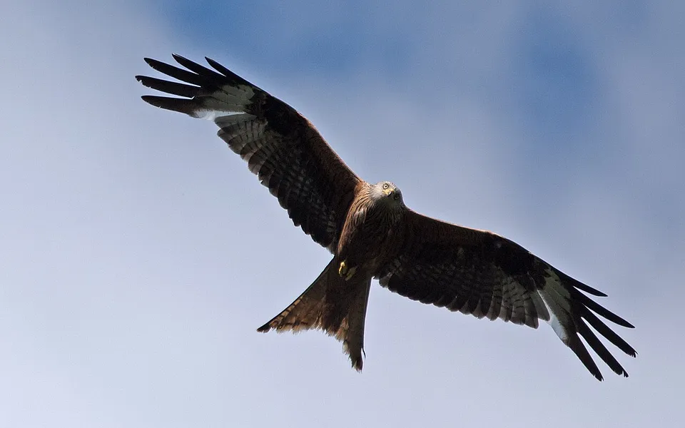 Red Kite (Milvus milvus) — photo 1 of 7