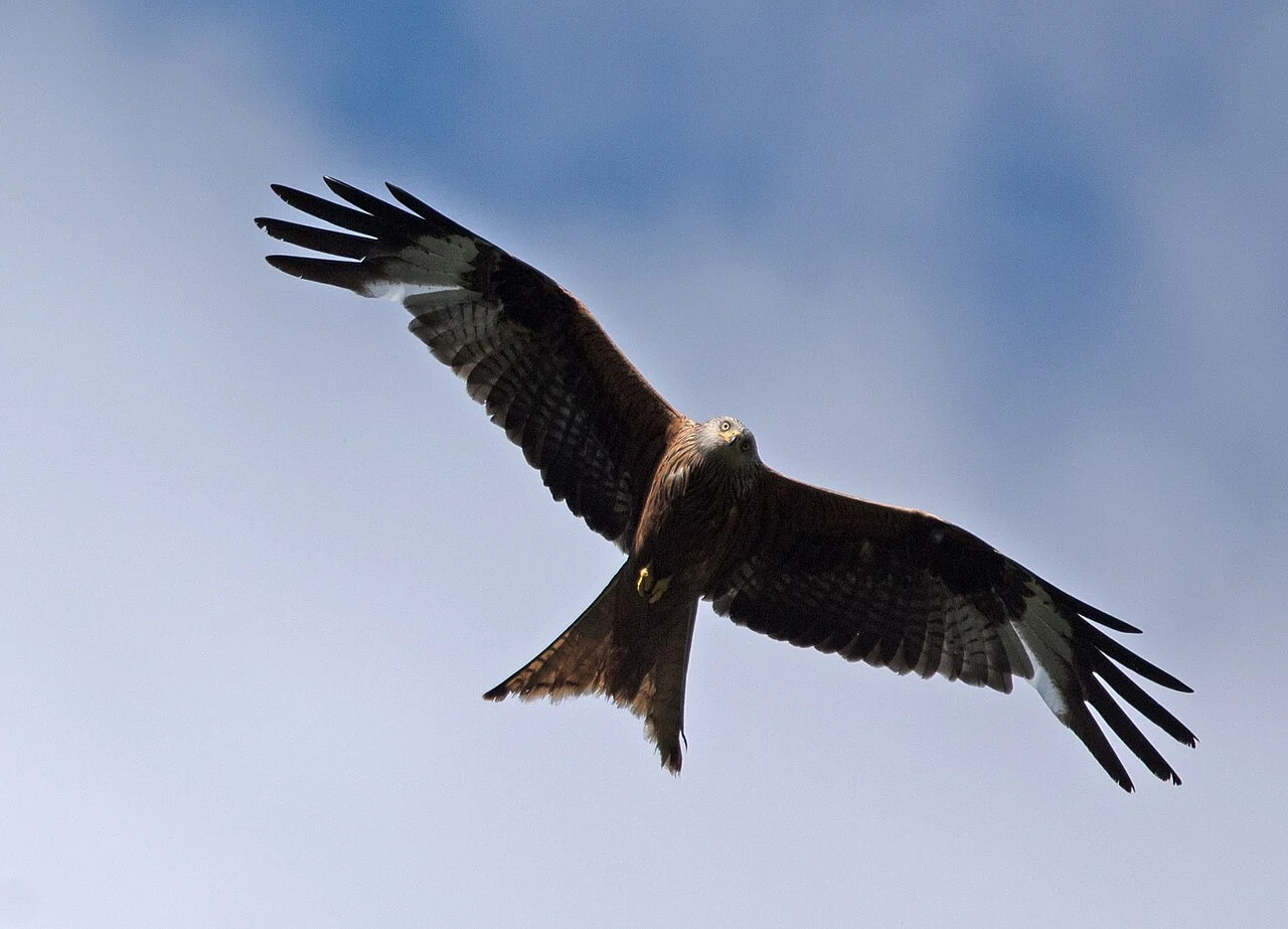 Red Kite (Milvus milvus) — photo 1 of 7