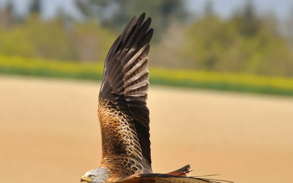 Red Kite (Milvus milvus) — photo 4 of 7