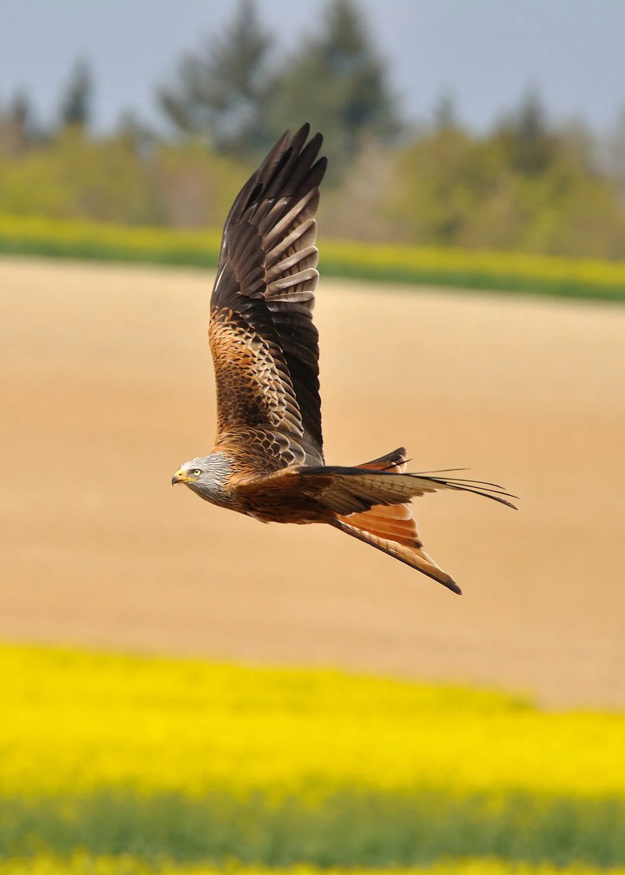 Red Kite (Milvus milvus) — photo 4 of 7